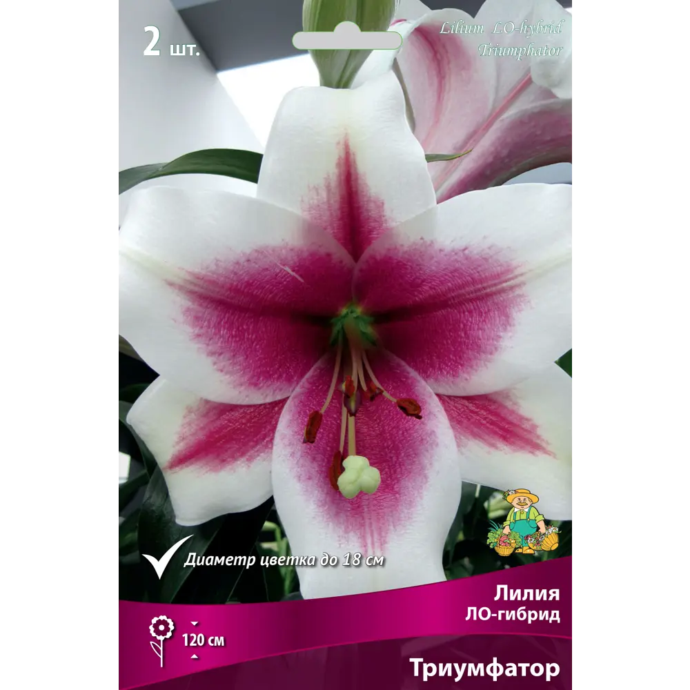Лилия ЛА-гибрид «Триумфатор», высота 50 см, 1 шт. 82000202 STLM-2090006 Santreyd 