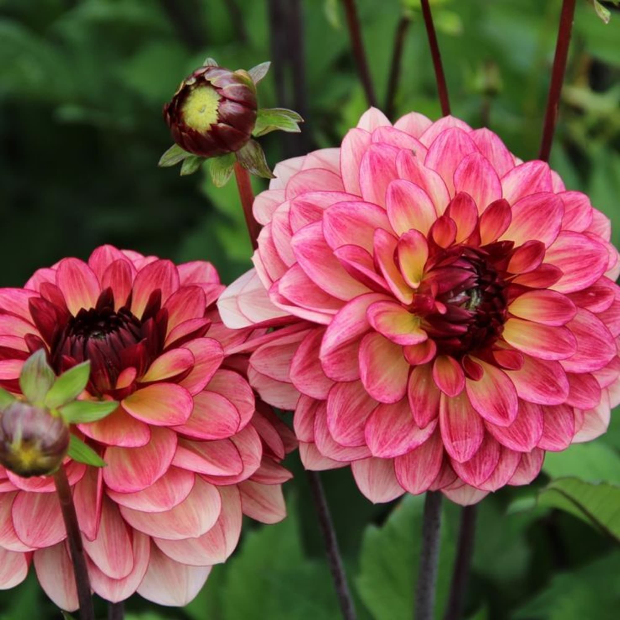 83783711 Георгина декоративная Крем Де Коньяк луковица I Santreyd 