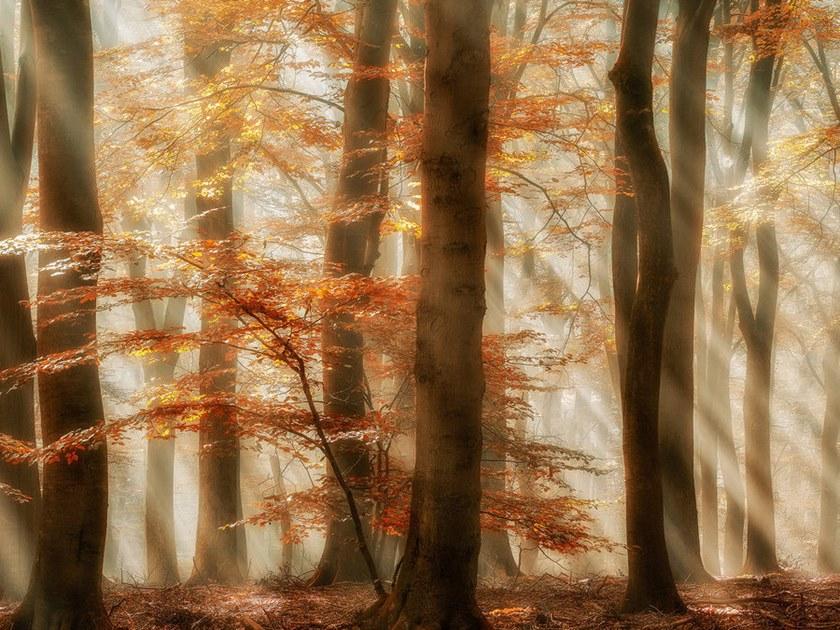 Architects Paper Обои с цифровой печатью с пейзажами Ap digital iv 109275 - Вид №1