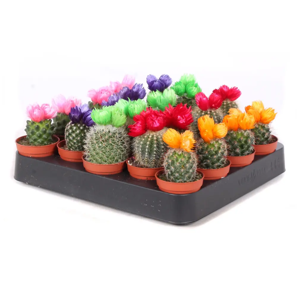 Santreyd: Миниатюрный кактус с сухими цветами для интерьера 89390769 STLM-1508973
