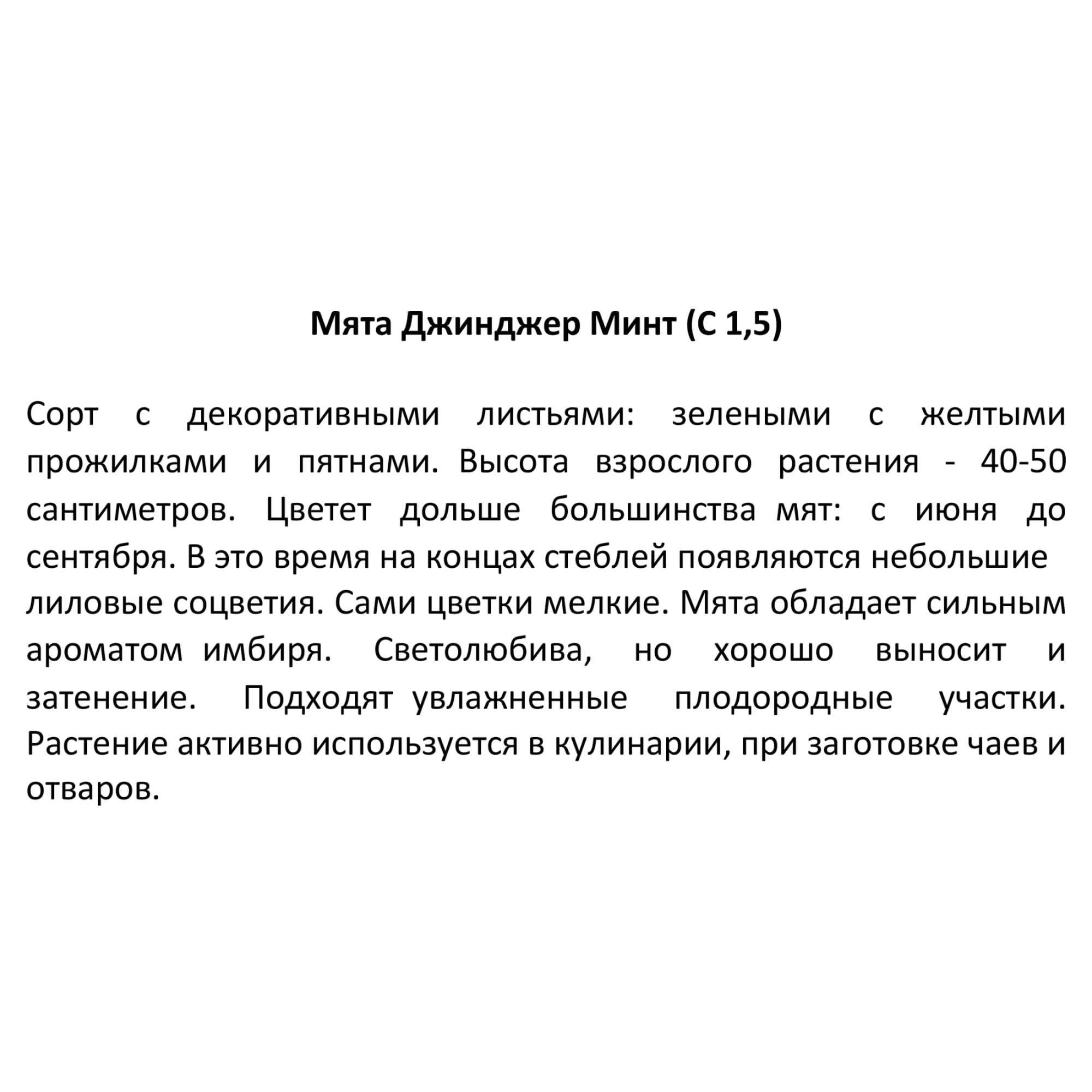 85326939 Мята Джинджер Минт ø15 h20 см Santreyd  - Вид №2