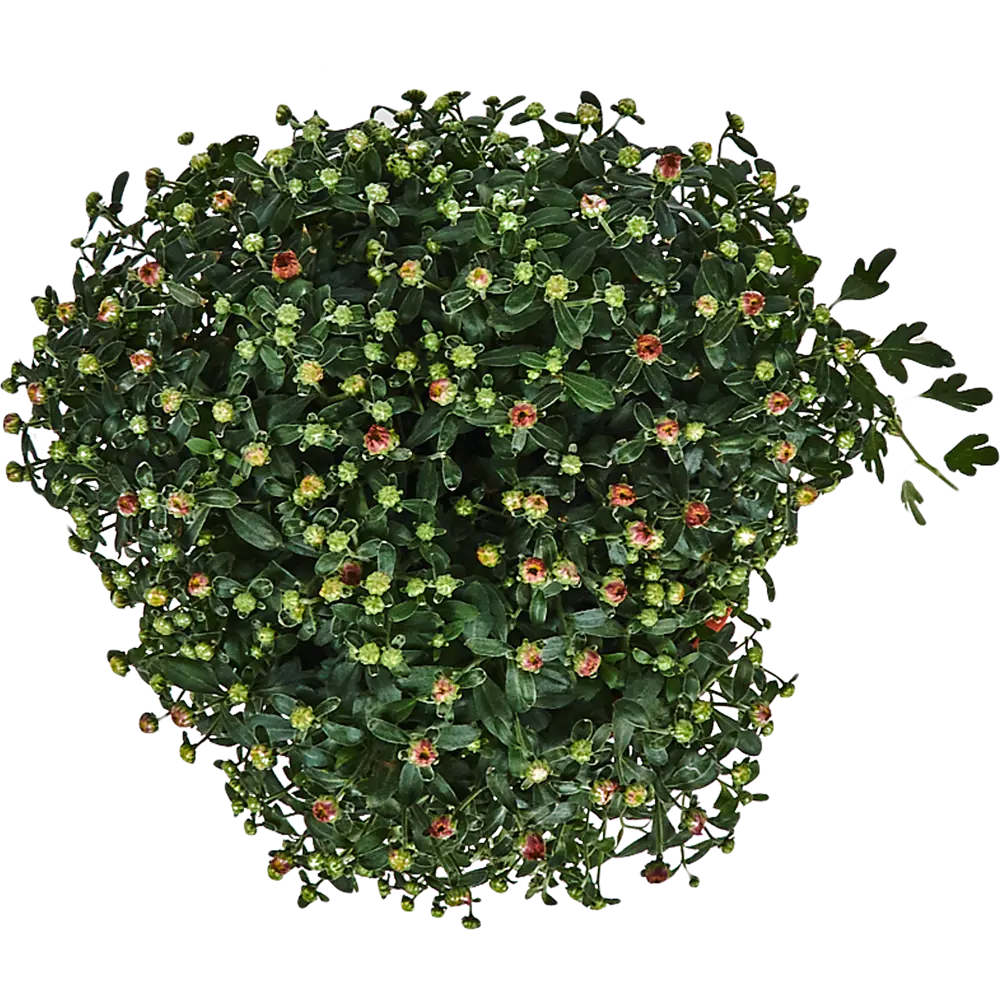 Santreyd Хризантема декоративная в горшке с лимонными соцветиями 83248131 STLM-1501516 - Вид №2