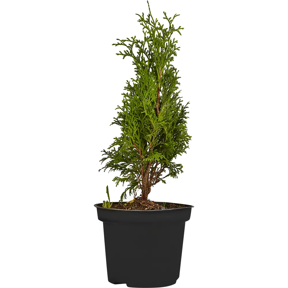 Туя Холмструп Santreyd — изящный хвойный акцент для вашего сада 84173509 STLM-0963195 - Вид №1