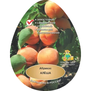 Абрикос Алеша h200 см в сетке Поиск Инвест 84399280 STLM-2059928