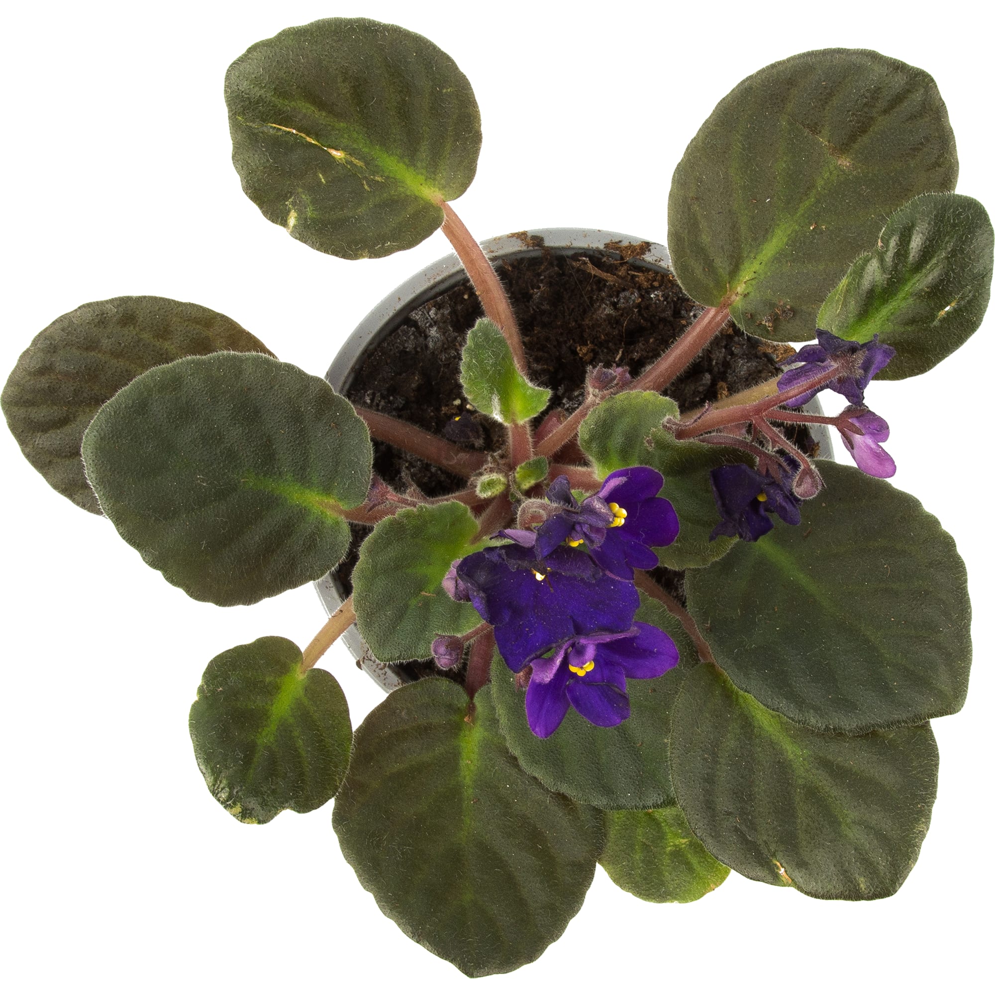 82579748 Фиалка микс d9 h20 Santreyd  - Вид №1