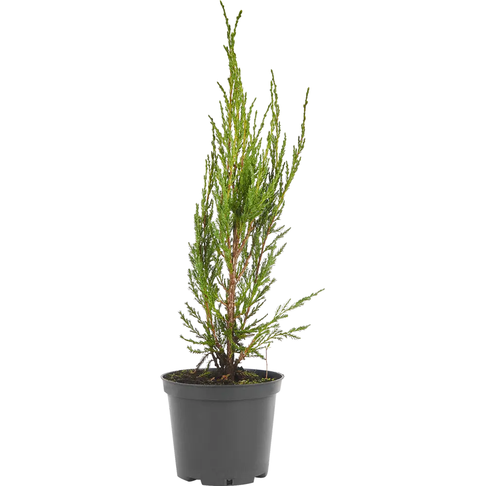 Можжевельник скальный Блю Эрроу ø19 см h40-60 см 85088154 STLM-2099755 Santreyd 