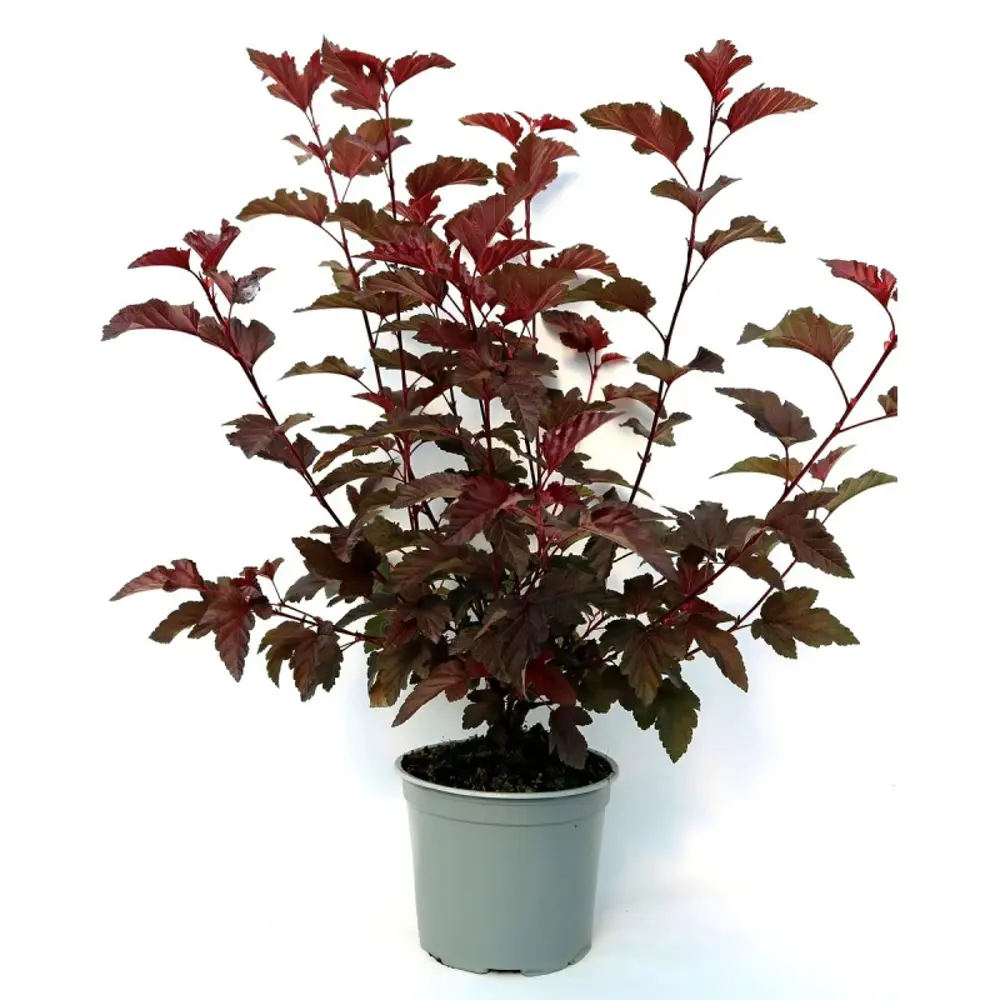 Пузыреплодник калинолистный Ред Барон ø19 h60 - 80 см PLANTMARKET STLM-2028113 - Вид №1