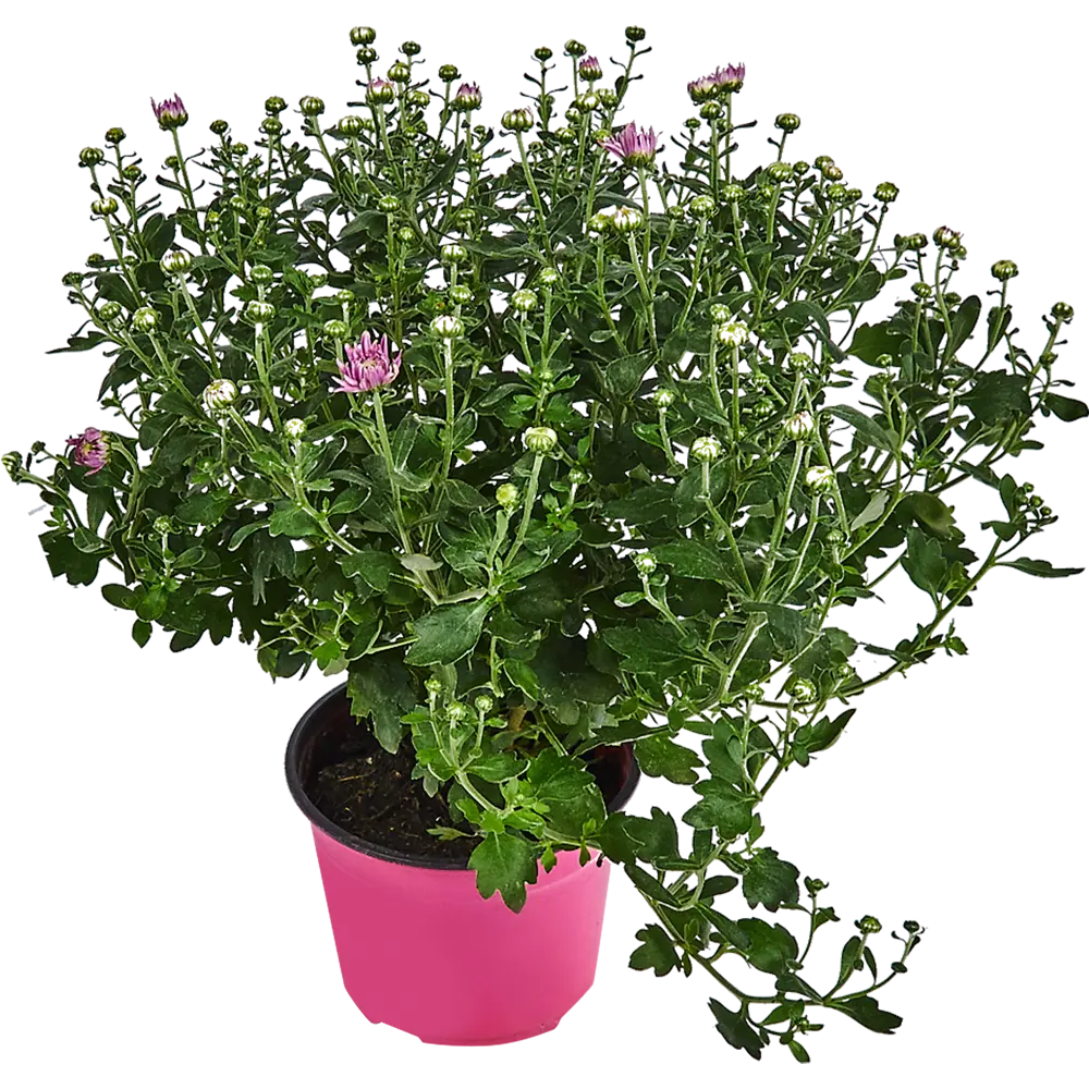 Santreyd Хризантема комнатная с декоративными цветами-корзинками 83248127 STLM-1546684