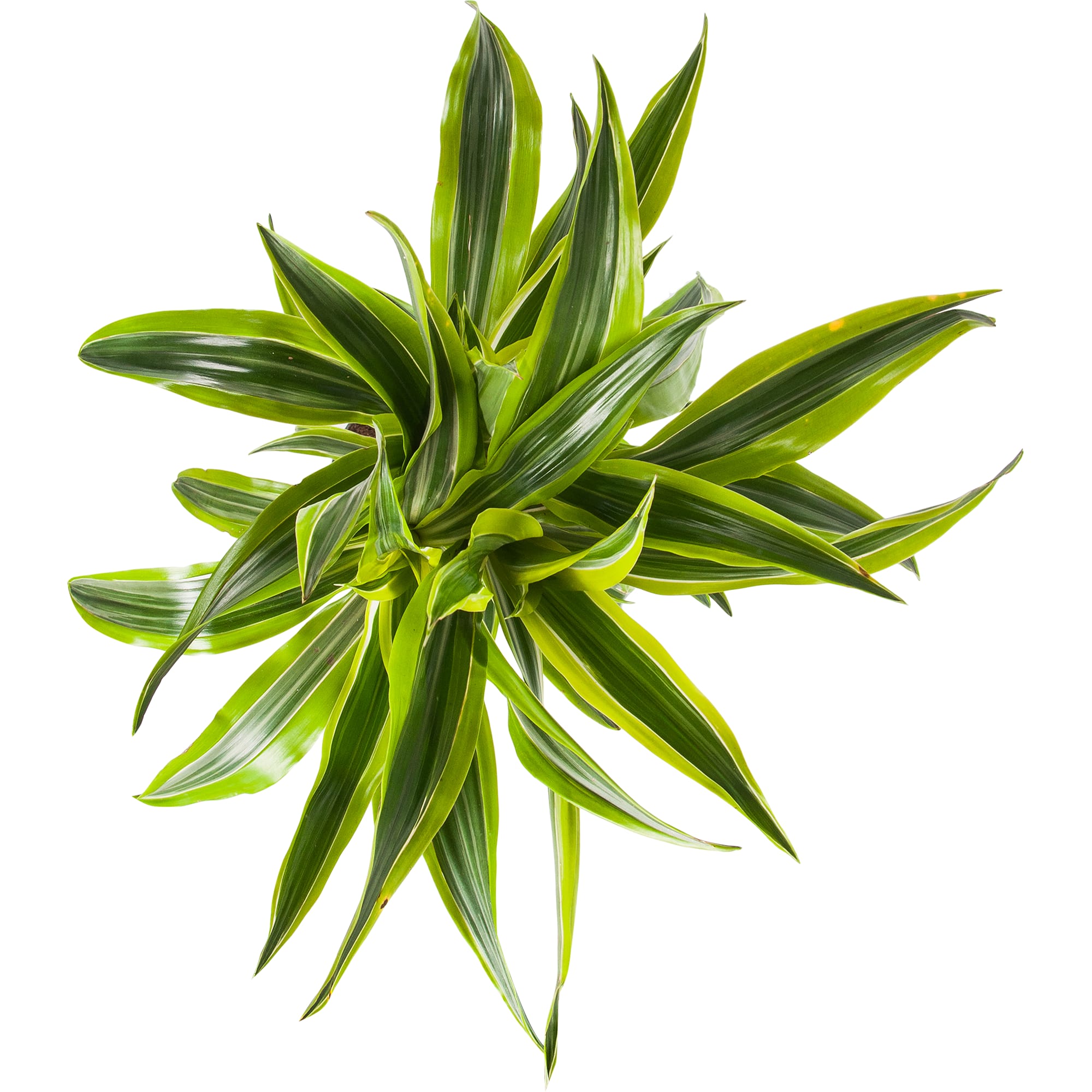 82850312 Драцена "Лимон лайм" 21х110 см Santreyd  - Вид №1