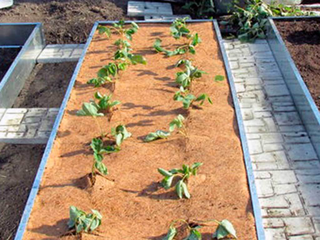 Мульча кокосовая Мульчаграм 20х150 см ГеоПластБорд GPBST-242 - Вид №6