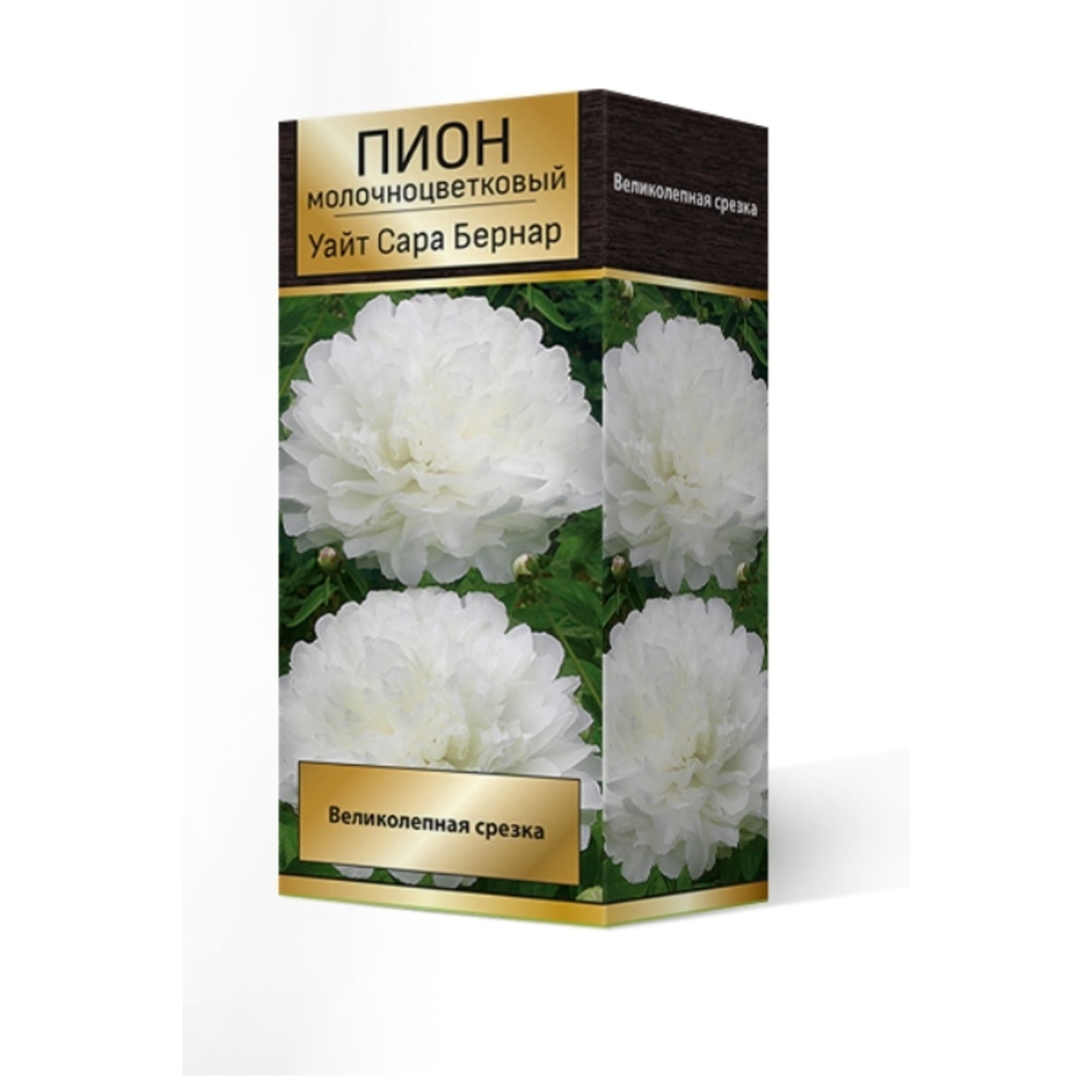 83600333 Пион травянистый Уайт Сара Бернар луковица 2-3 Santreyd 