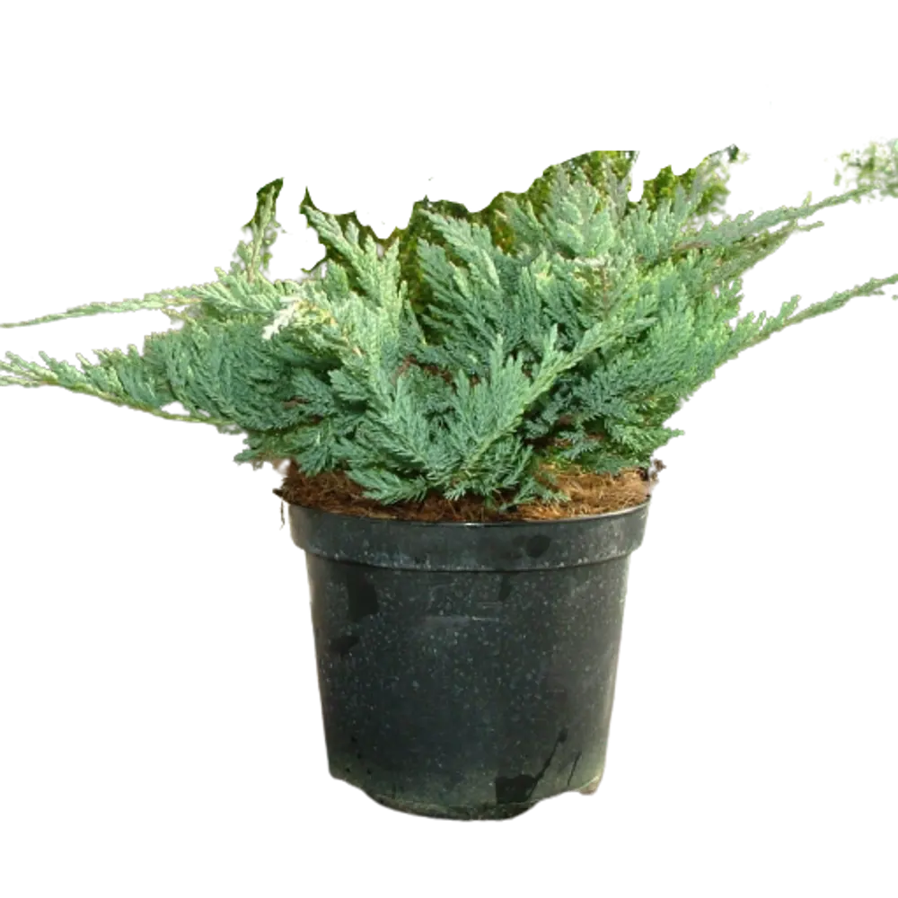 Можжевельник горизонтальный Блю Чип ø22 h55 см 84834019 STLM-2054468 PLANTMARKET 