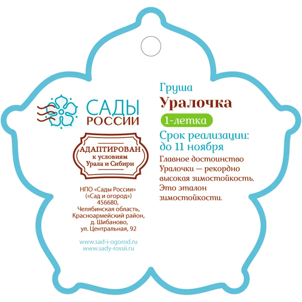 Груша «Уралочка» 1 год 12.5x30-50 см 82610430 STLM-2105773 Santreyd  - Вид №1