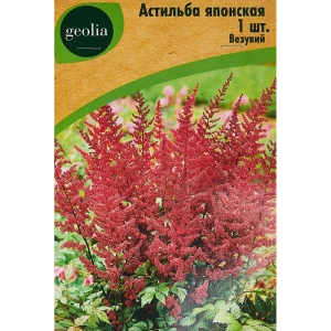 Астильба Geolia японская Везувий 86408610 STLM-2089596