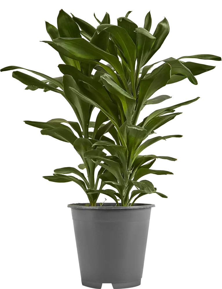 Кордилина Santreyd — изысканное декоративное растение с глянцевой листвой 85324961