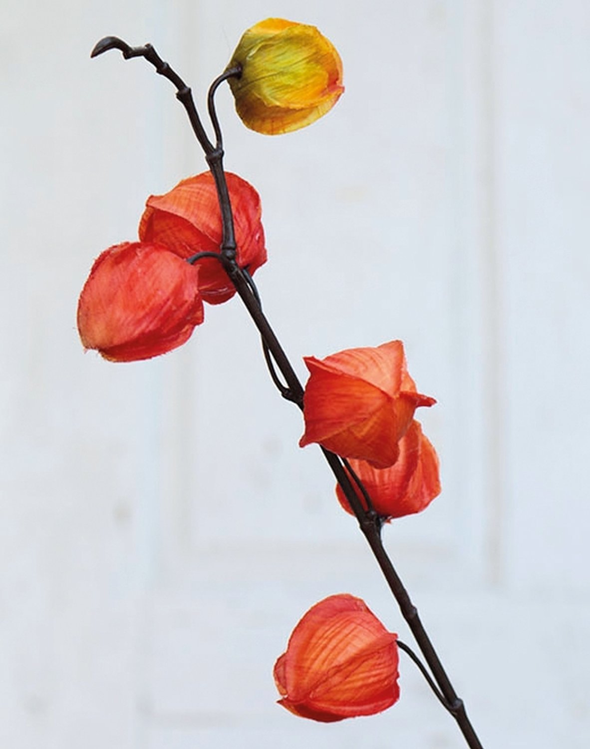 3444 334 a2 Физалис фейк, 11 плодов, 95 см, апельсин H-andreas  - Вид №1