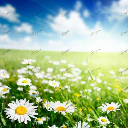 WP02515 Фотообои Verol Фотообои decoline 1х1 м