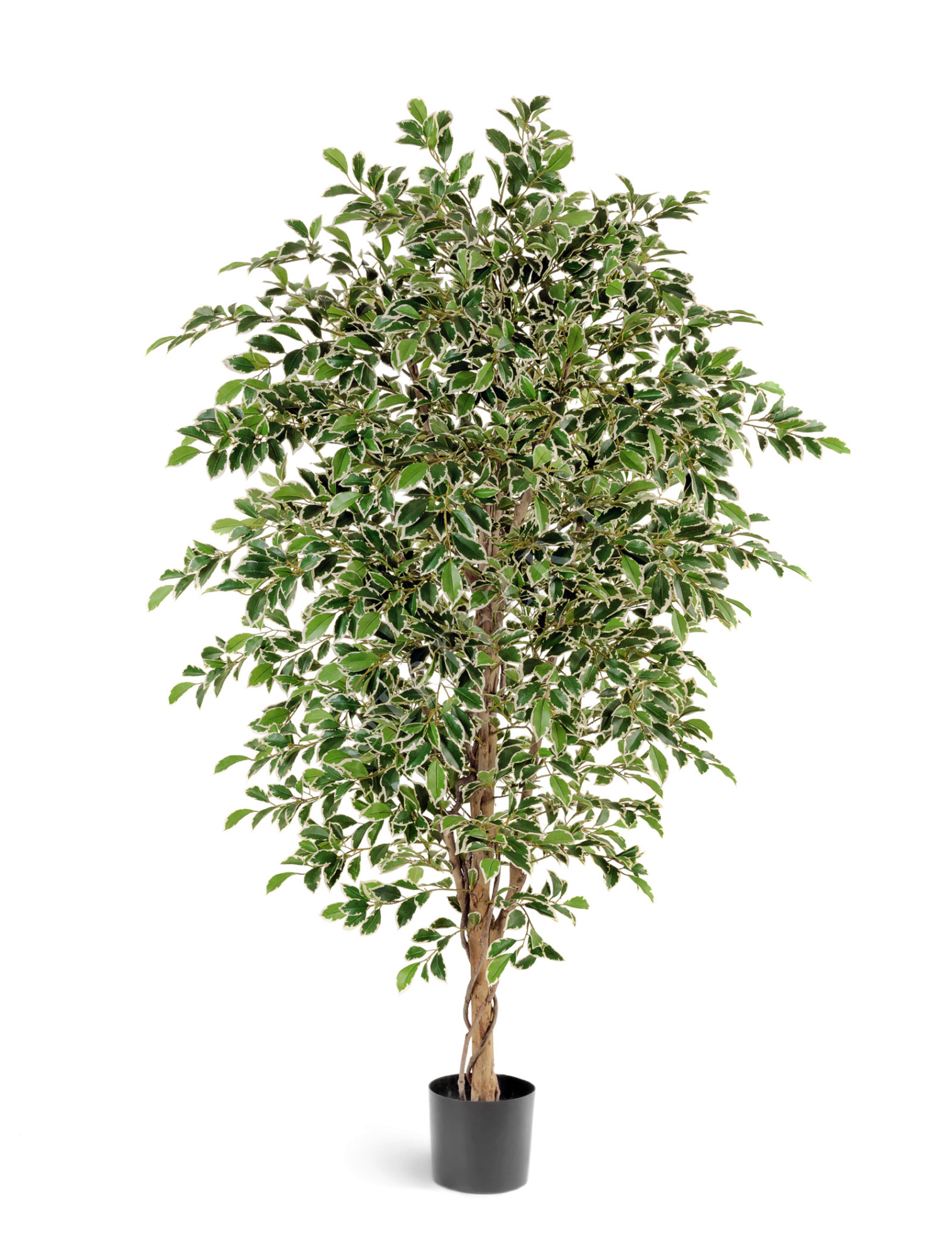 10.33204NW Фикус Фолиа пёстрый Цветочная коллекция 