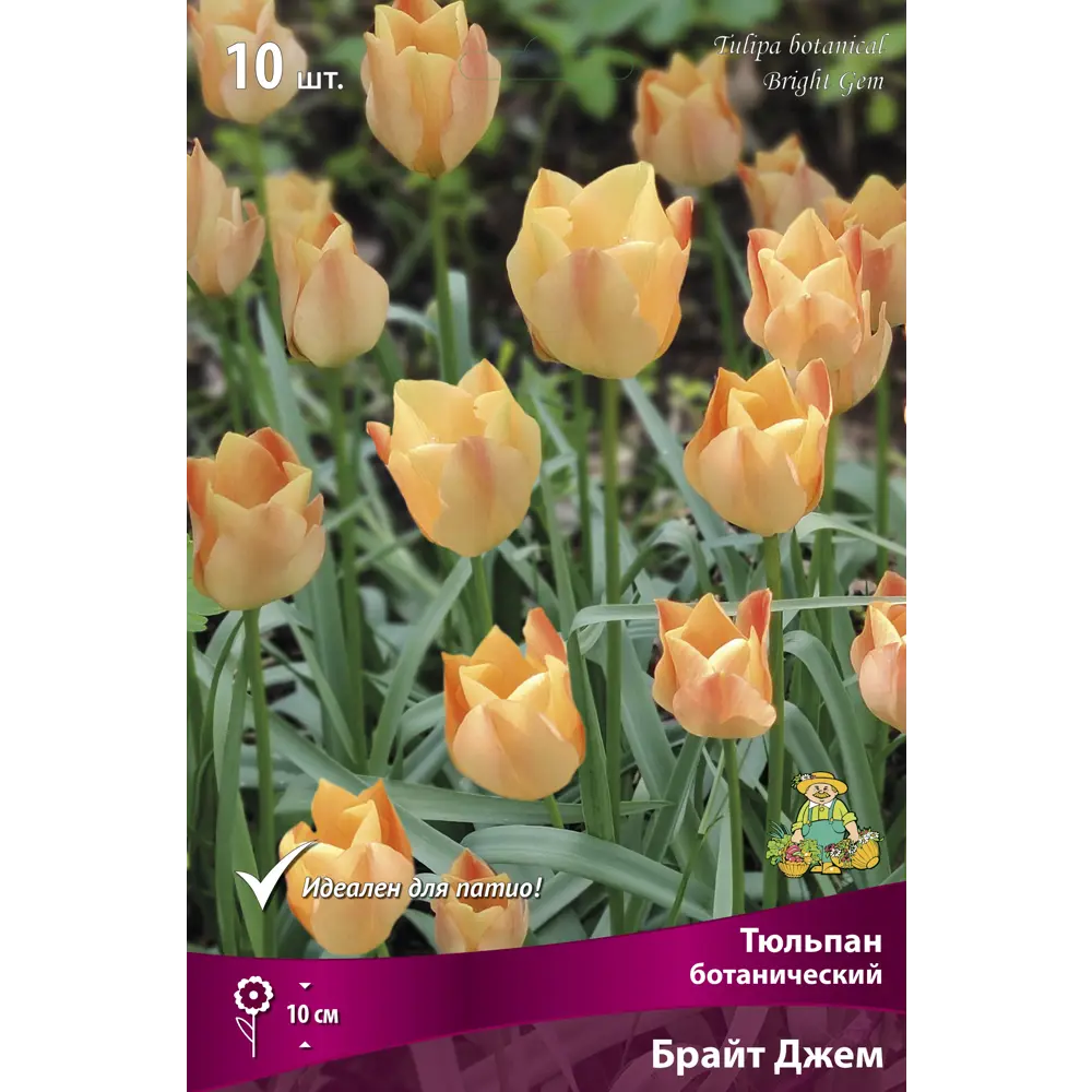Тюльпаны Брайт Джем ПОИСК - ботанические луковицы для сада 85205586 STLM-1582748