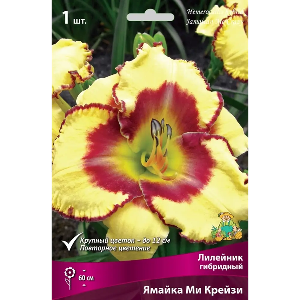 Лилейник гибридный Ямайка Ми Крейзи луковица I 83597587 STLM-2095091 Santreyd 