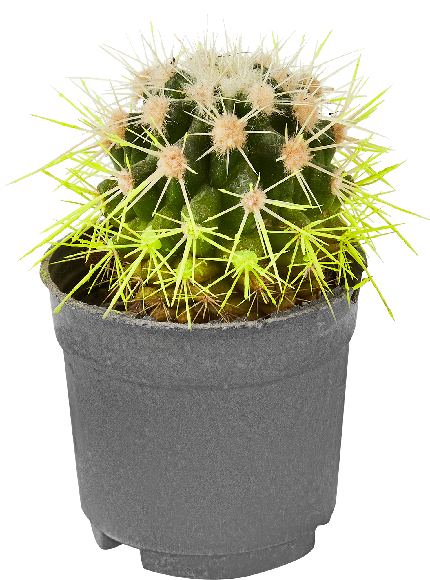 Эхинокактус Рейнбоу Грузони от Santreyd - разноцветный кактус для дома 86728113 STLM-0070980 - Вид №2