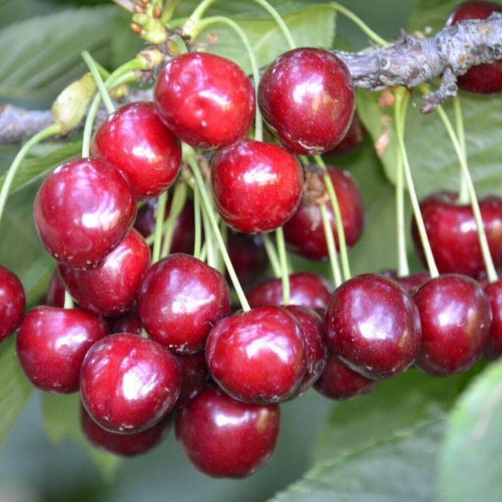 Черешня клоновый подвой Santreyd — саженец для богатого урожая 87811901 STLM-0075787