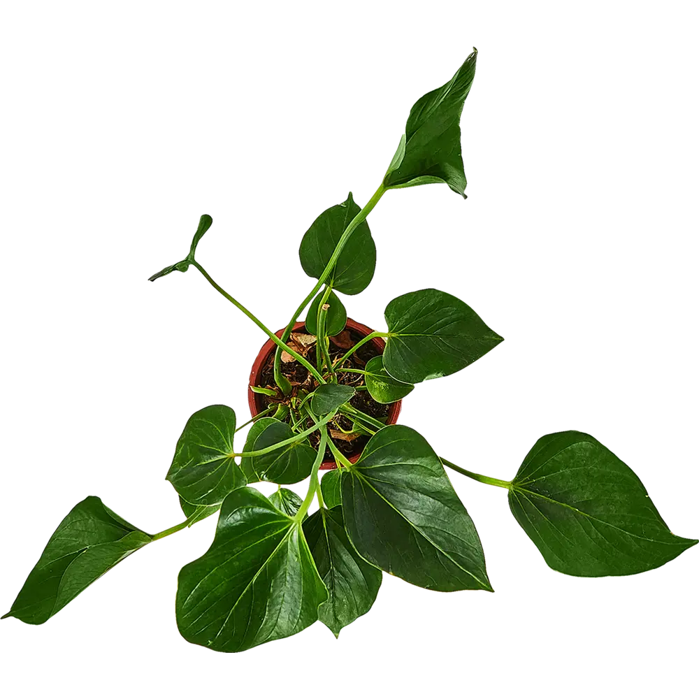 Антуриум Андрианум Santreyd — тропическая элегантность в вашем интерьере 89338395 STLM-0954289 - Вид №2