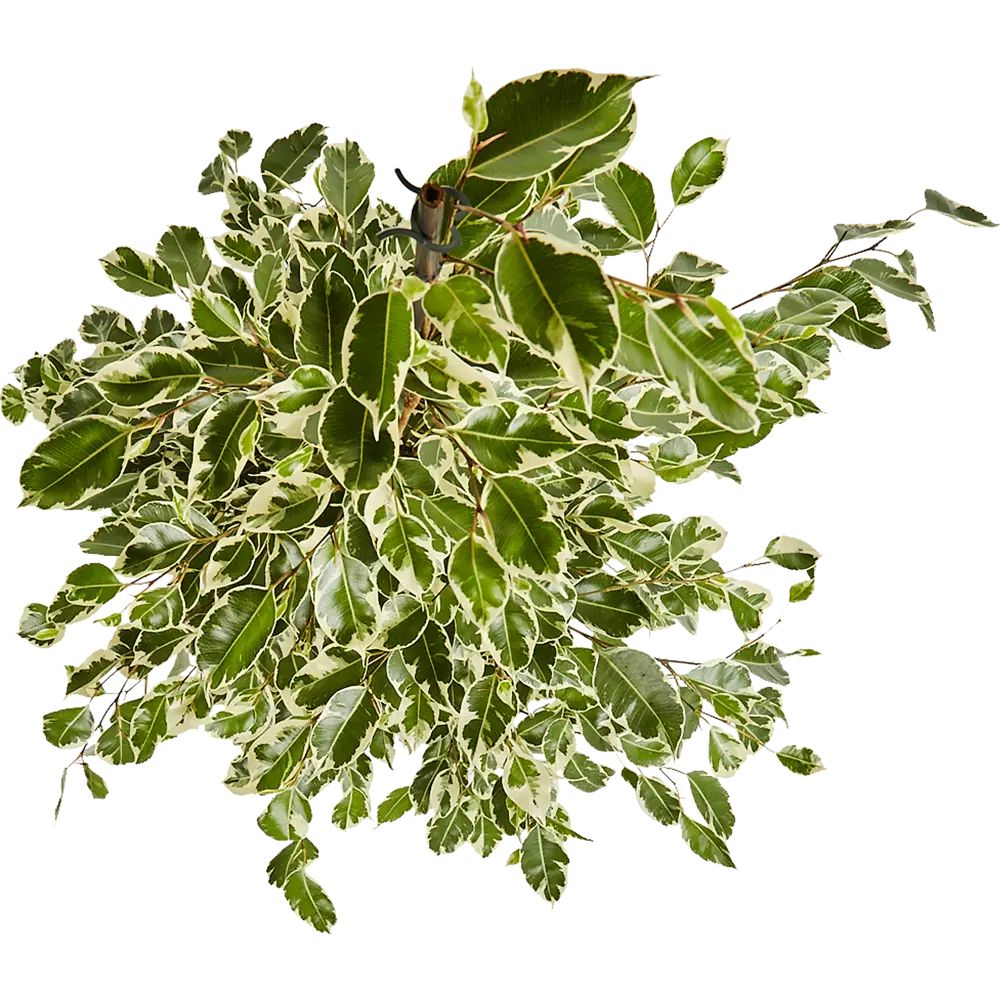 Фикус Бенджамина Твайлайт от Santreyd — изящное украшение интерьера 82877341 STLM-0956930 - Вид №1