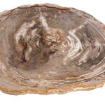 FUBR037 Приставной столик из окаменелого дерева ijlbrown  - Вид №3