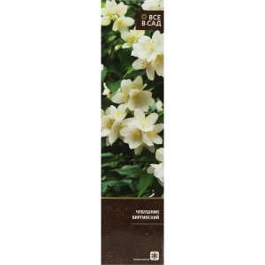 Чубушник виргинский в тубе 82539518 STLM-2194113