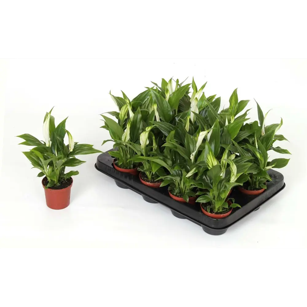 Santreyd Спатифиллум вариегатный — изысканное комнатное растение с бело-зелеными листьями 89356067 STLM-0965375