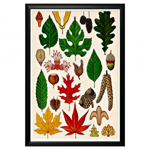 896518667_1818 Арт-постер «Гербарий. Осень» Object Desire