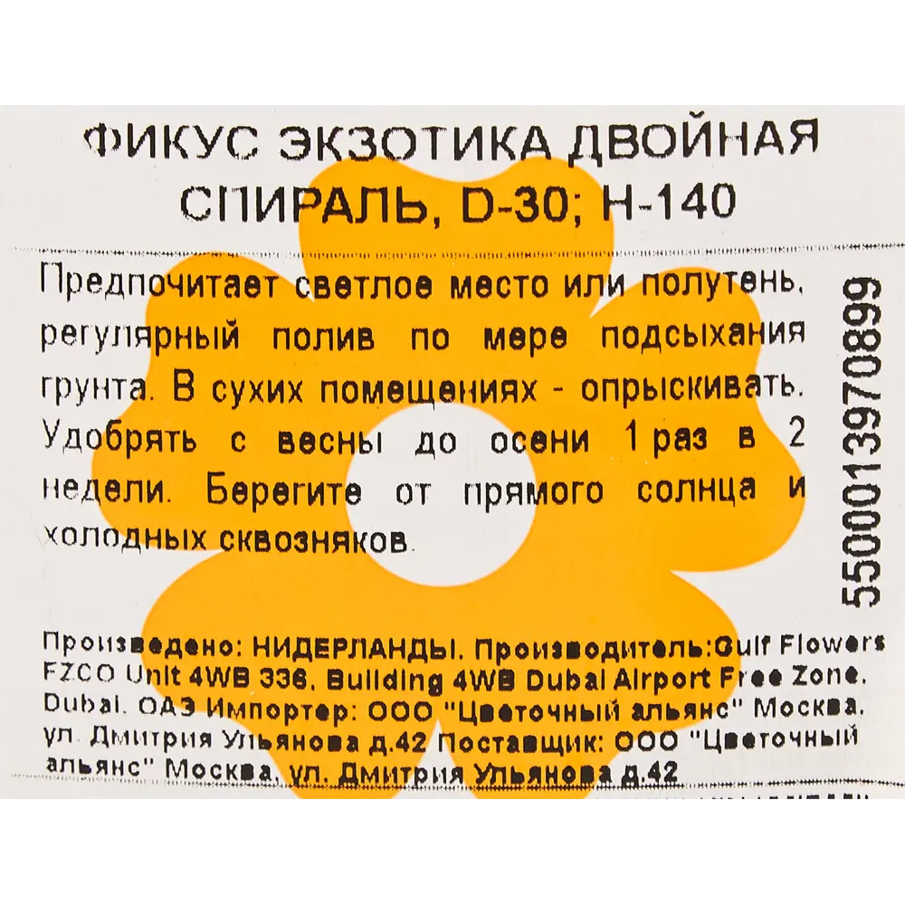 Фикус "Экзотика двойная спираль" 30x140 см 82850354 STLM-2083026 Santreyd  - Вид №2