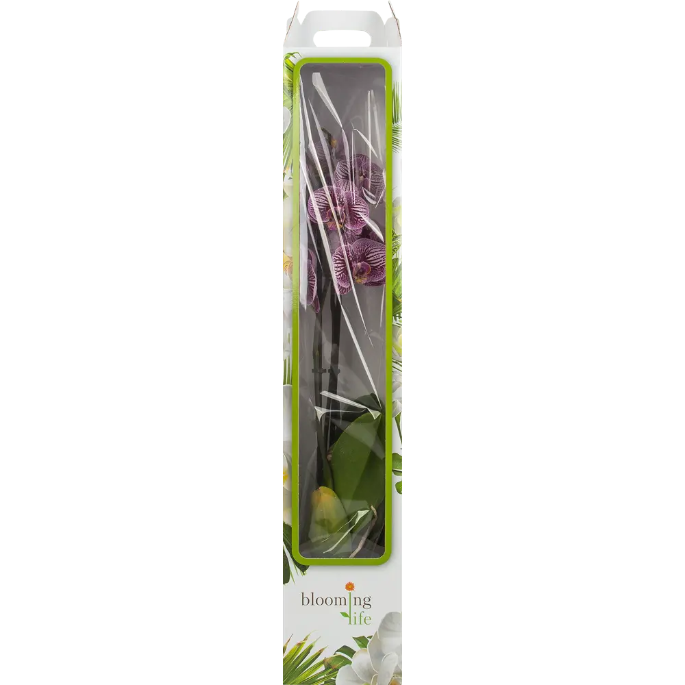 Орхидея Фаленопсис Блэк страйпс ø12 h65 см Santreyd STLM-2058143 - Вид №3