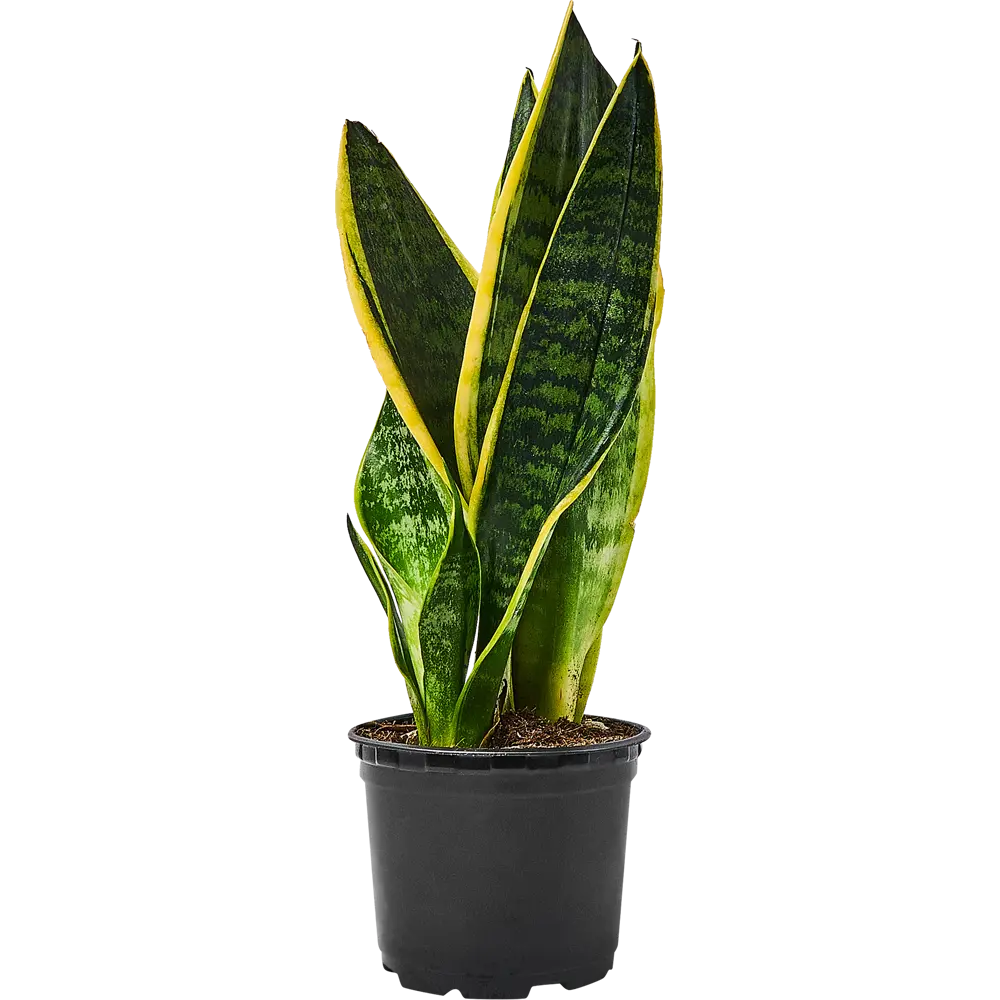 Santreyd Сансевиерия — неприхотливый суккулент для интерьера 89351062 STLM-0953618