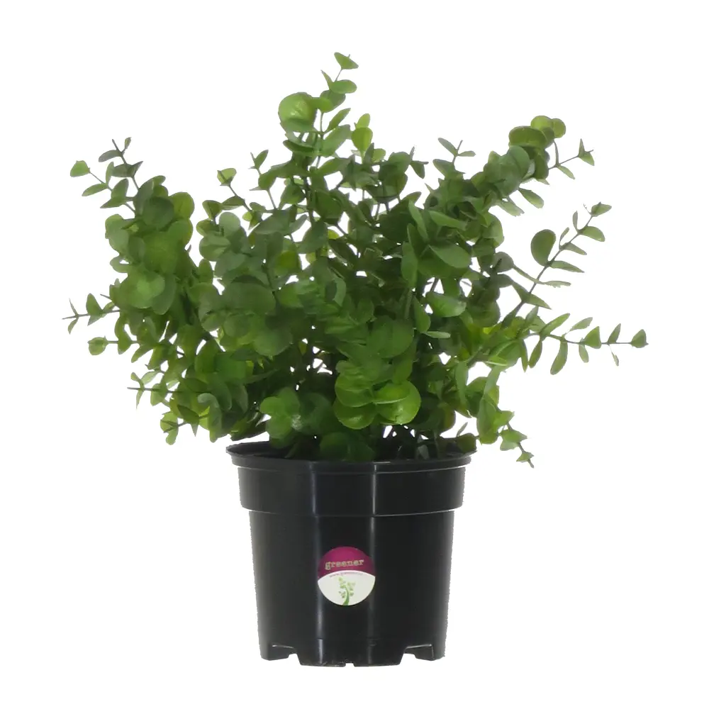 Искусственное растение Эвкалипт ø13 h30 см Santreyd STLM-2164286