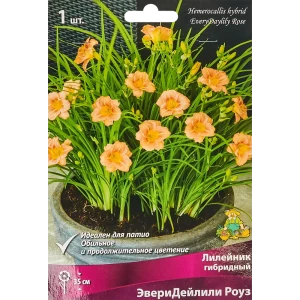 Лилейник гибридный ЭвериДейлили Роуз 86410477 STLM-2035395