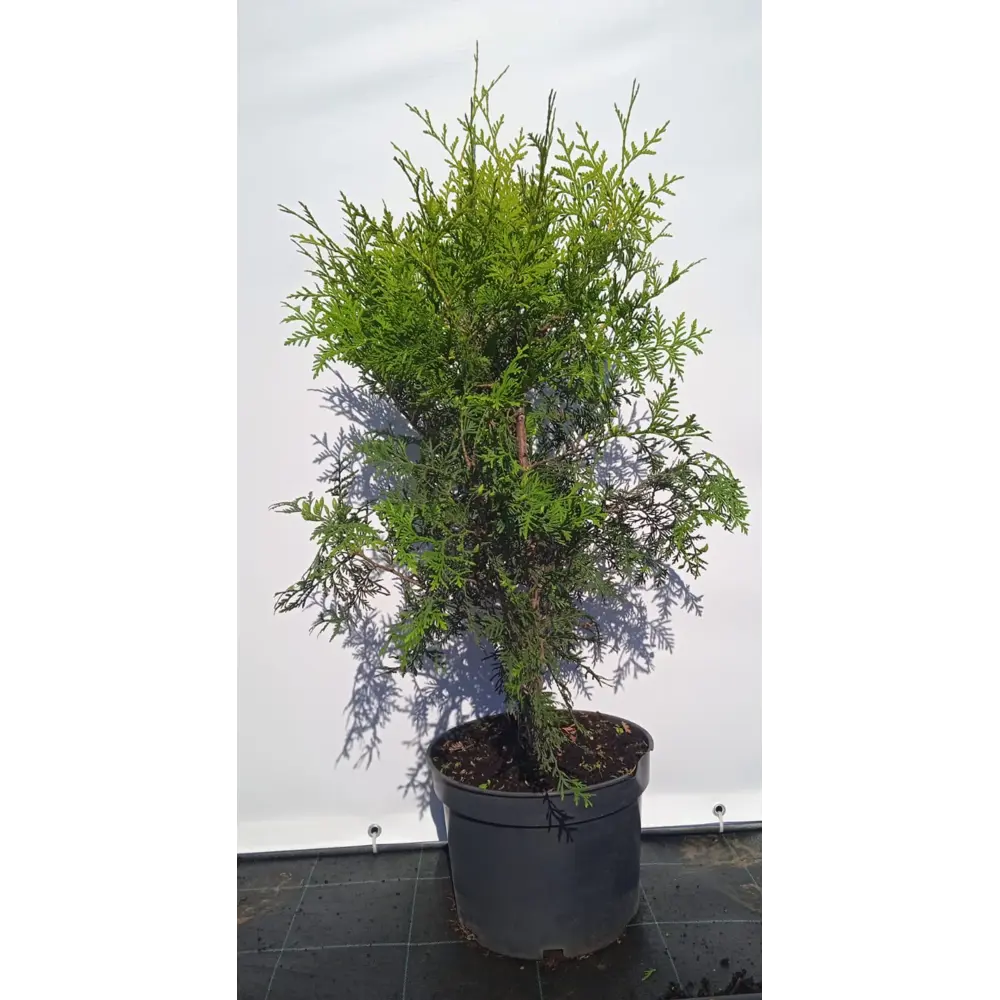 Туя западная Брабант ø22.5 см h80-100 см 85088216 STLM-2030466 Santreyd 