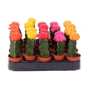 Кактус Гимнокалициум микс в горшке ø5.5 см 89432191