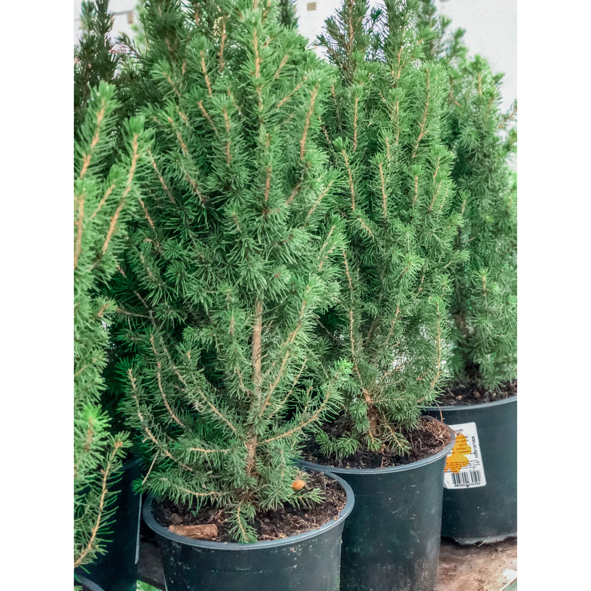 17273312 Ель живая «Глауконика», 13х50 см Santreyd  - Вид №3