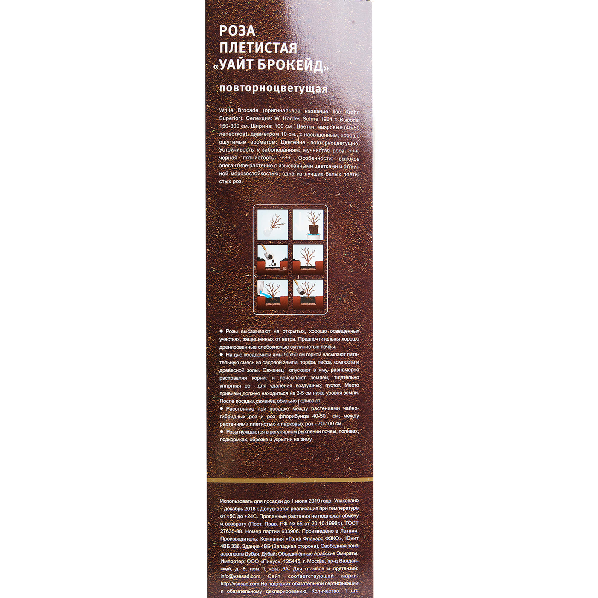 82142851 Роза плетистая «Уйат Брокейд» в тубе Santreyd  - Вид №2