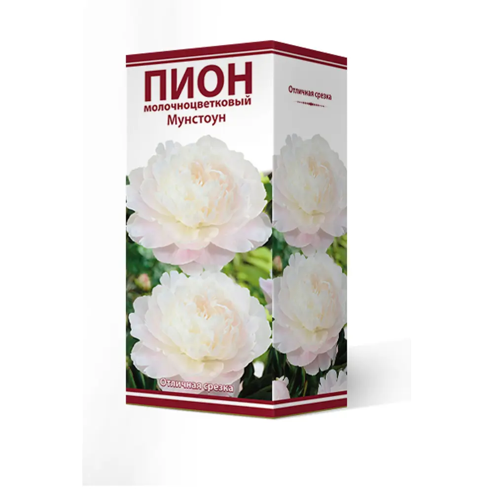 Пион молочноцветковый травянистый Мунстоун ПОИСК STLM-2184787