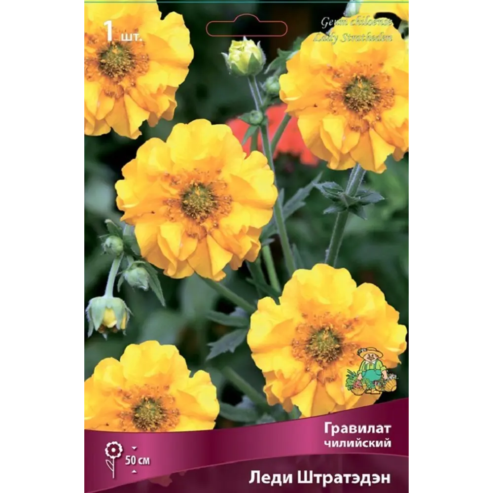 Гравилат чилийский Леди Штратэдэн ПОИСК STLM-2146916