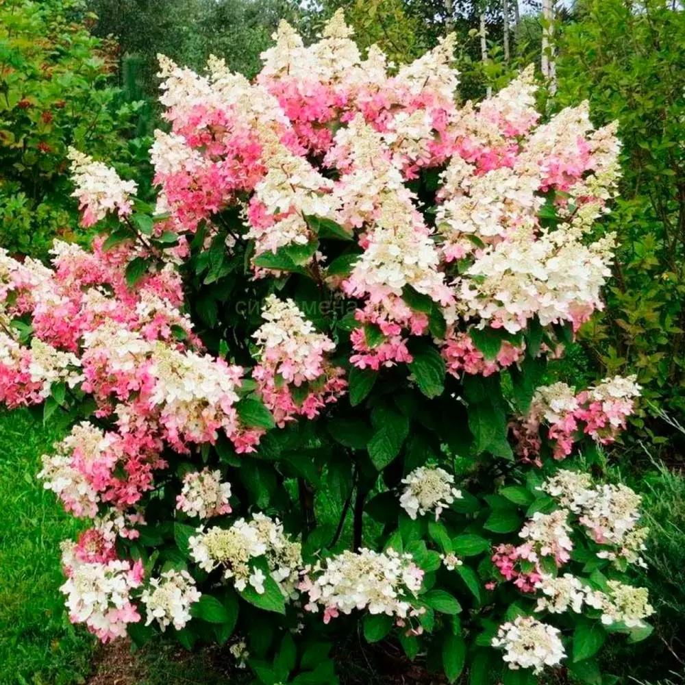 Гортензия метельчатая Биг Бен ø19 h30 см 89465425 STLM-2003164 PLANTMARKET 