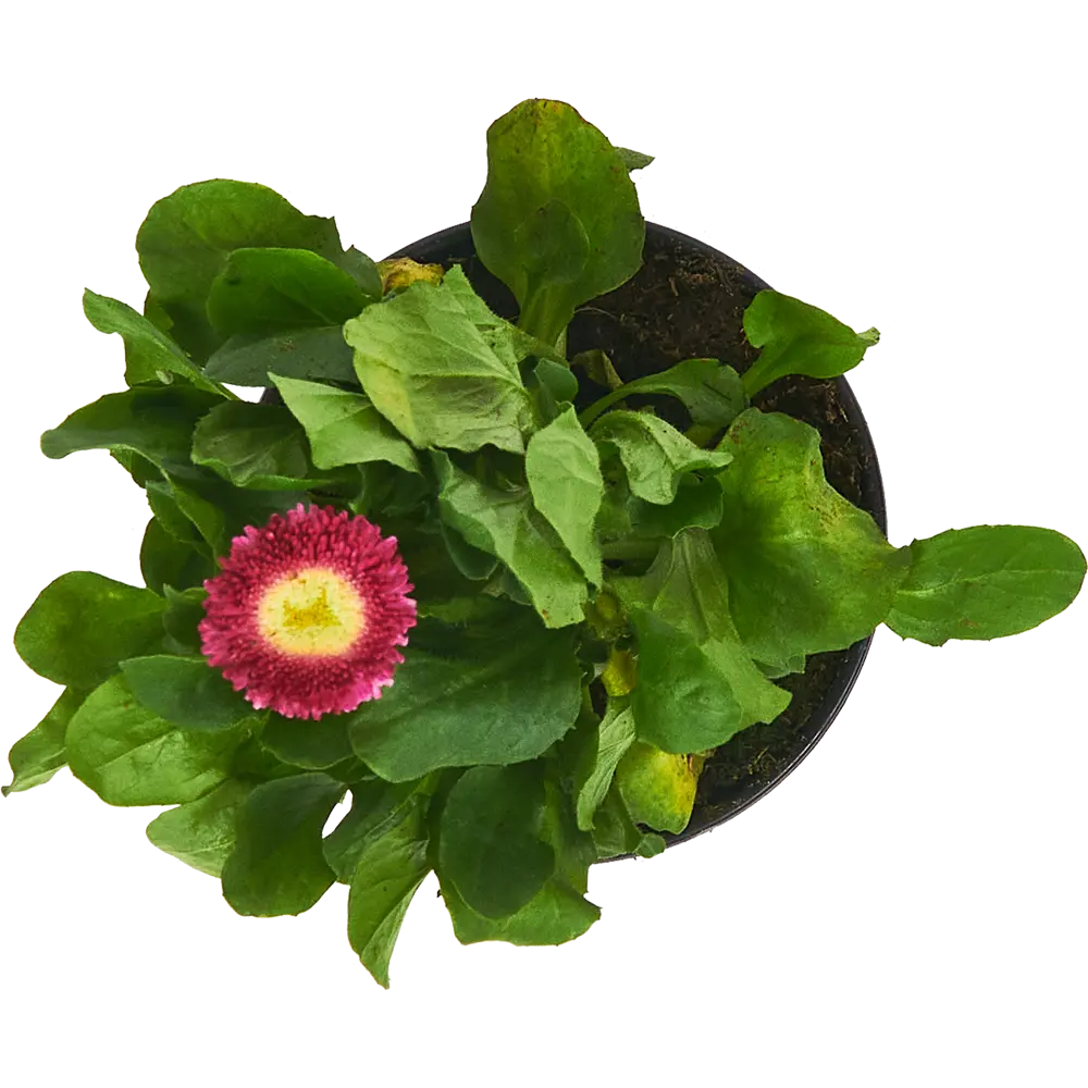 Маргаритка Santreyd микс — многолетняя рассада для яркого сада 84506841 STLM-0961117 - Вид №2