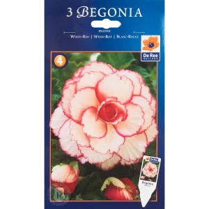 Бегония пикоти бело-красная жёлтая 4/5, 3 шт 82539268 STLM-2210029