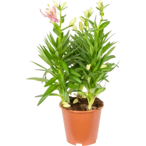 Лилия Сувенир от Santreyd - ароматный многолетник для сада и интерьера 14750494