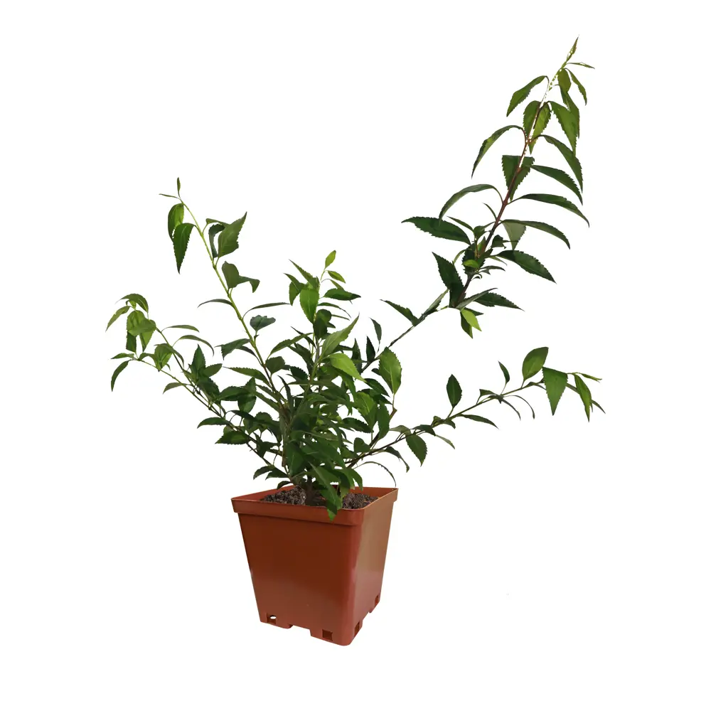 Форзиция Спектабилис от Santreyd - Солнечный кустарник для весеннего сада 82237762 STLM-0022574