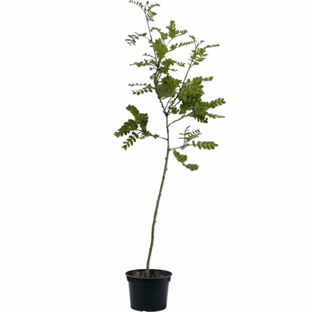 Карагана/Акация древовидная ø15 h20 см 89465408 STLM-2030221 PLANTMARKET  - Вид №1