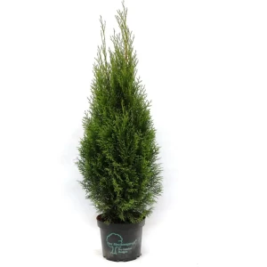 Туя западная Смарагд конусная 80 см в горшке ø23 см 89439882